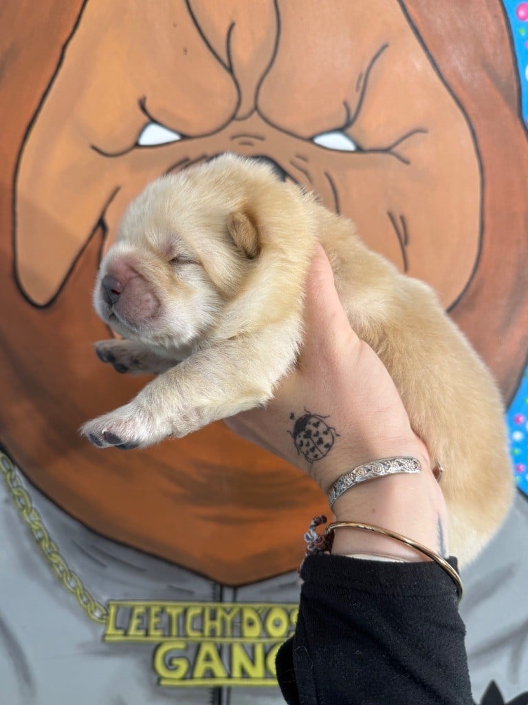 Male crème sans collier