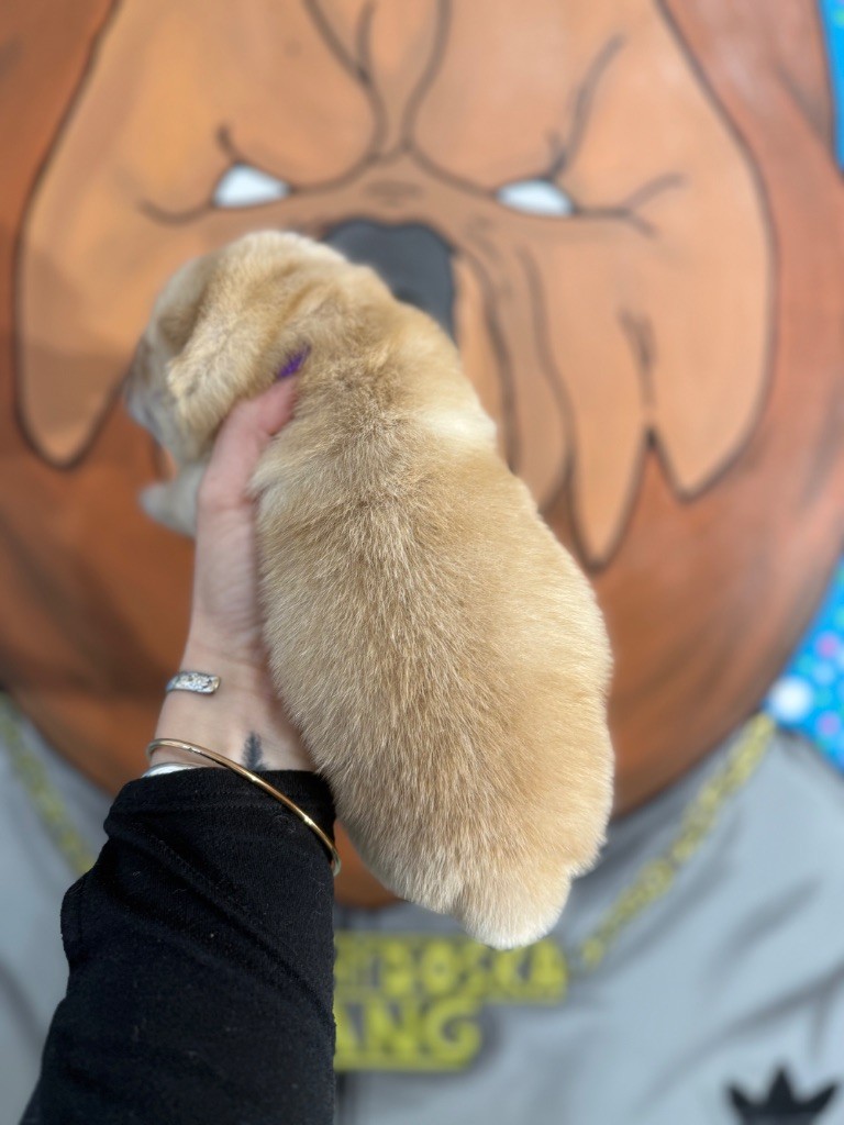 Male crème sans collier