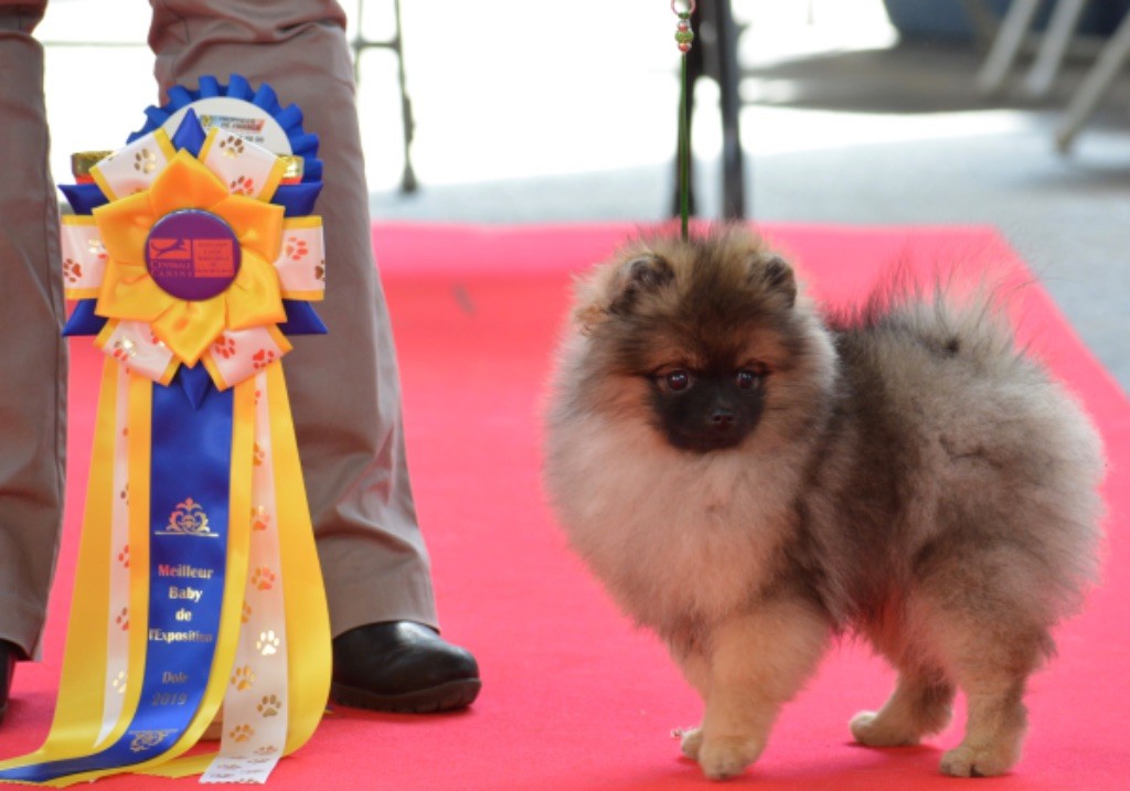 Opik oort Des Ravières Du Couchant - Excellent meilleur et Best on show