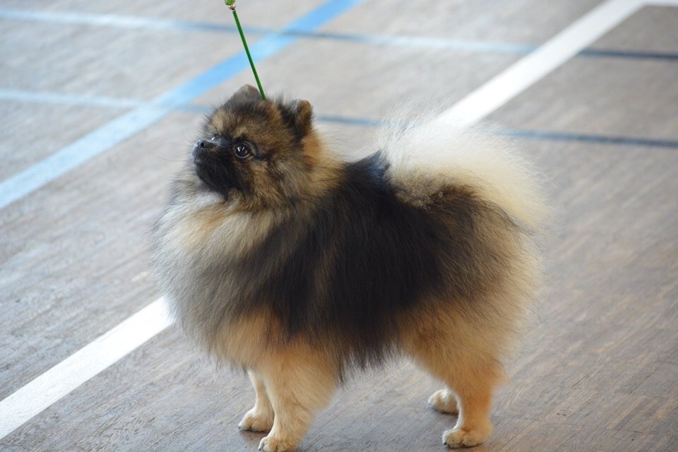 Opik oort Des Ravières Du Couchant - 2 eme et TAN