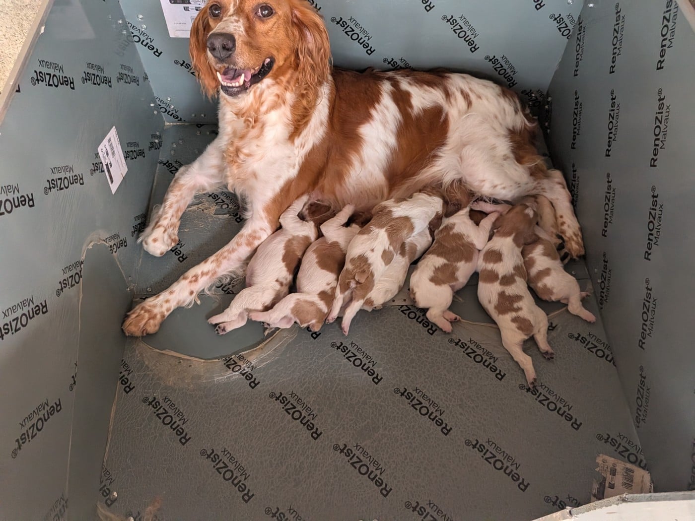 CHIOT 1