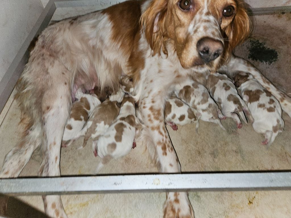 Chiot Epagneul Breton - CHIOT Des Plateaux De Layabaner