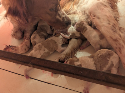 Les chiots de Epagneul Breton