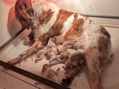 Les chiots de Epagneul Breton