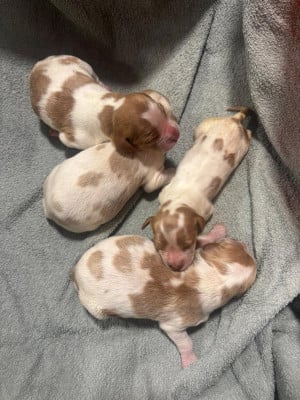 Les chiots de Epagneul Breton