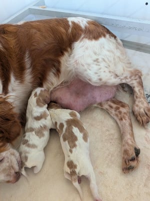 Les chiots de Epagneul Breton