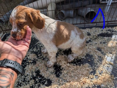 Les chiots de Epagneul Breton