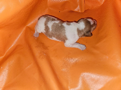 Les chiots de Epagneul Breton