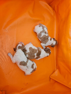 Les chiots de Epagneul Breton