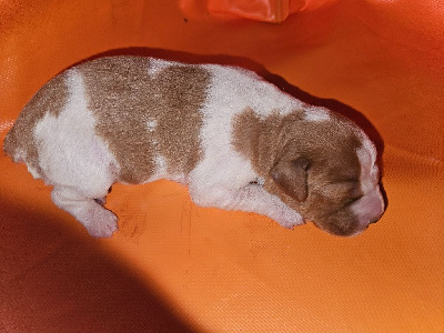 Les chiots de Epagneul Breton