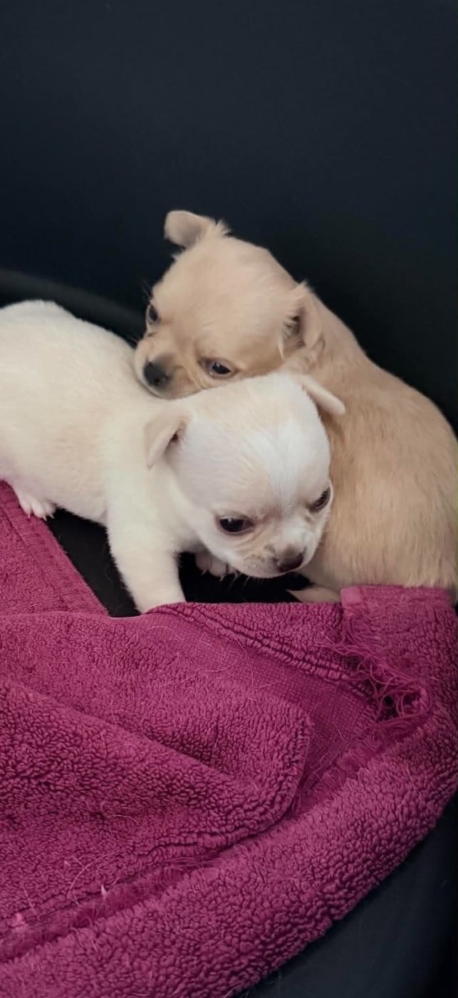 Chihuahua - Du Royaume De Perla
