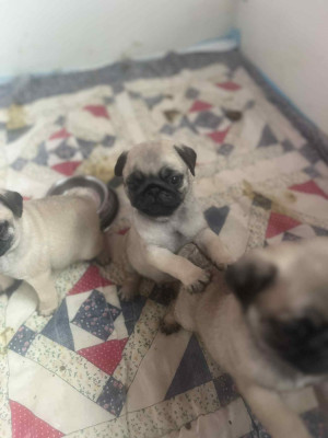 Les chiots de Carlin