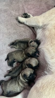 Les chiots de Carlin