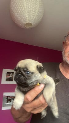 Les chiots de Carlin