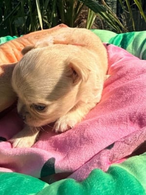 Les chiots de Chihuahua