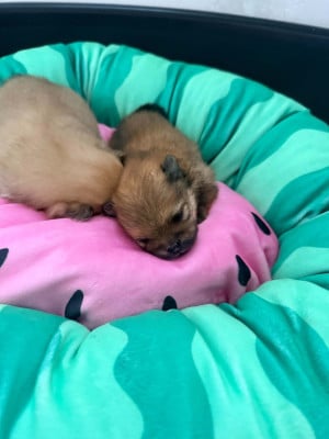 Chiot N°1 - Spitz allemand
