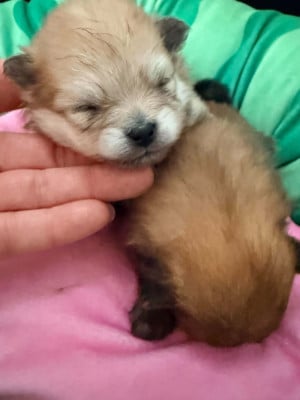 Les chiots de Spitz allemand