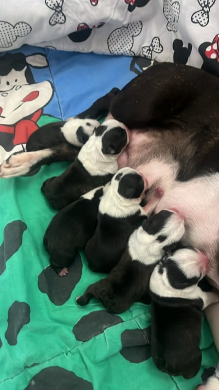 Boston Terrier - Du Royaume De Perla