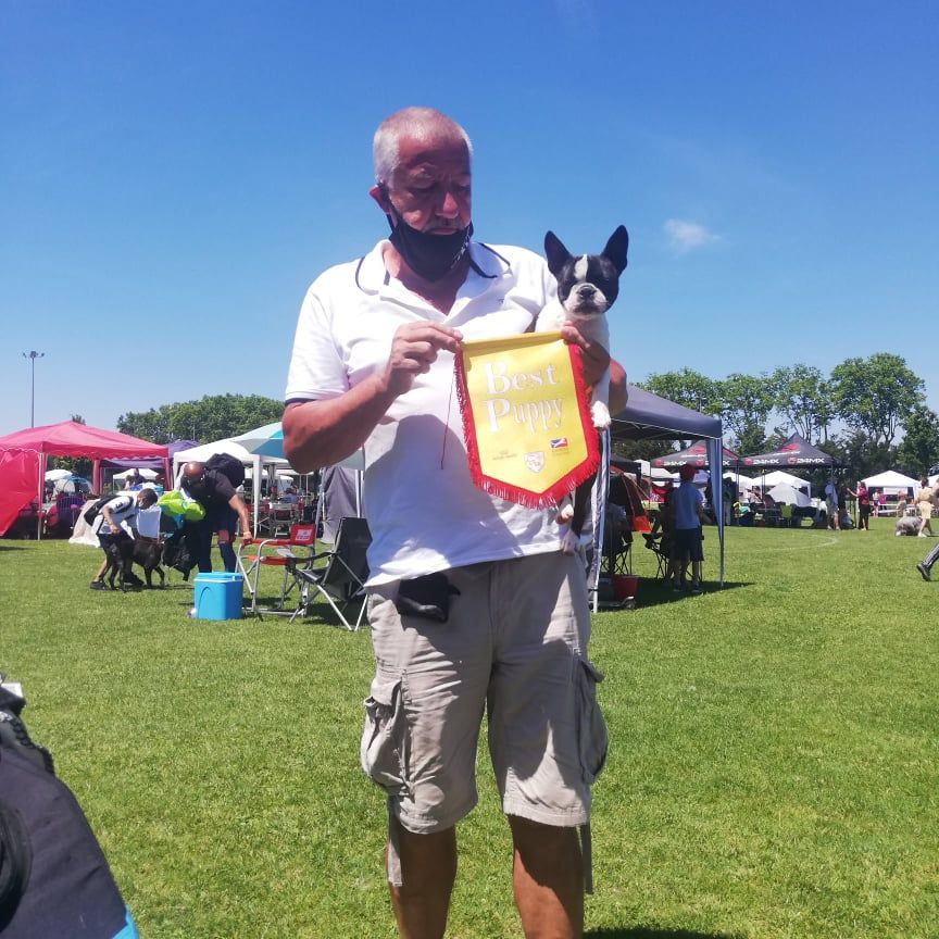 Romance de paris Du Royaume De Perla - Meilleur PUPPY de la race