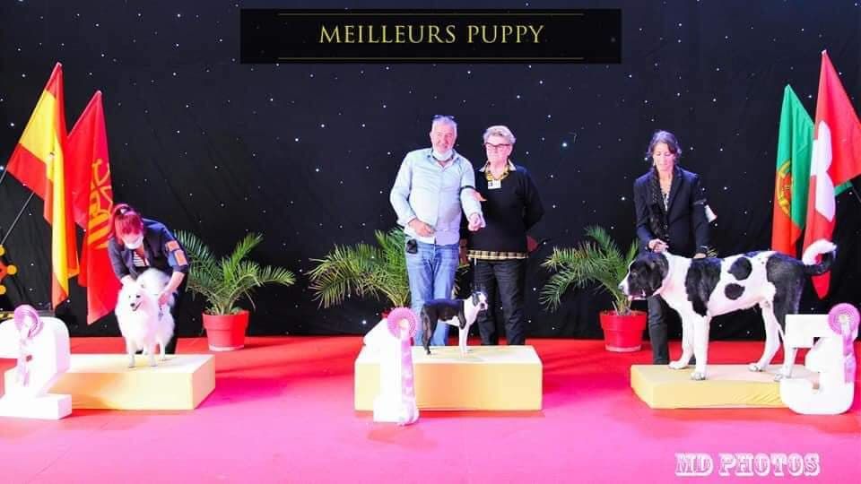CH. Ryhanna Du Royaume De Perla - Meilleur PUPPY de la race et BIS