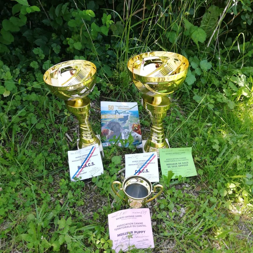 Romance de paris Du Royaume De Perla - Meilleur PUPPY de la race