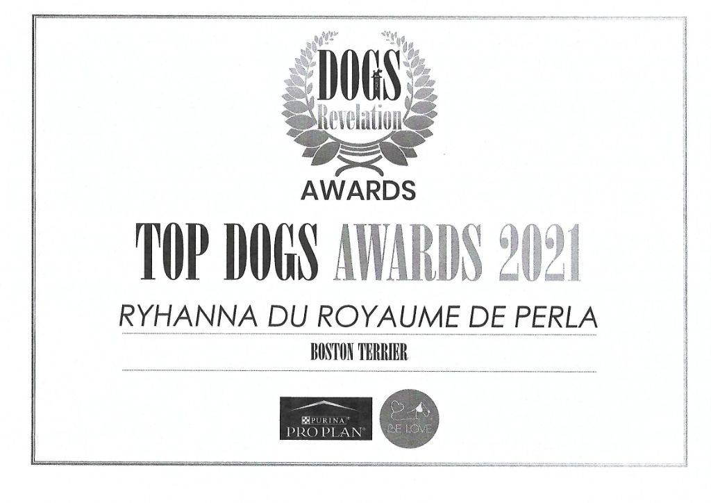 CH. Ryhanna Du Royaume De Perla - MEILLEUR BOSTON DE L ANNEE 2021