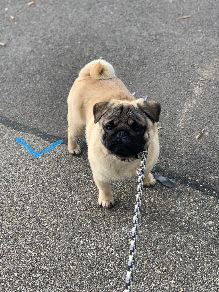 Ungaro of three love angel - Meilleur jeune CACIBJ BOJ