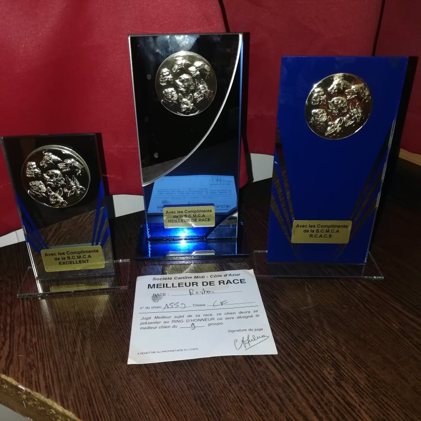 CH. Ryhanna Du Royaume De Perla - bob meilleur de race