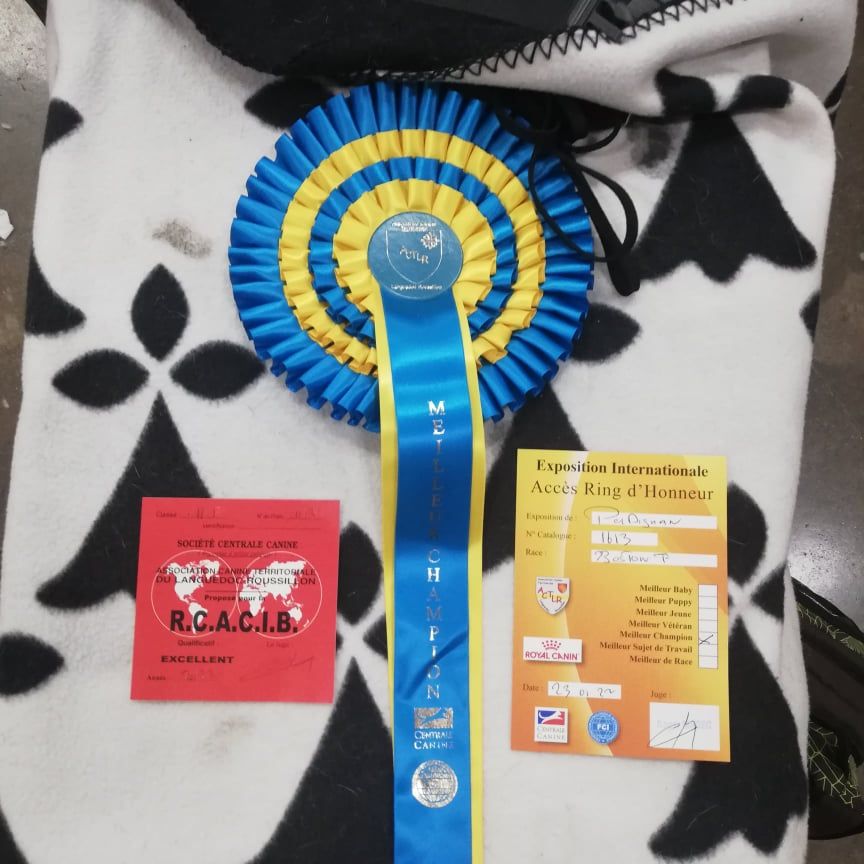 CH. Ryhanna Du Royaume De Perla - Meilleur Champion RCACIB