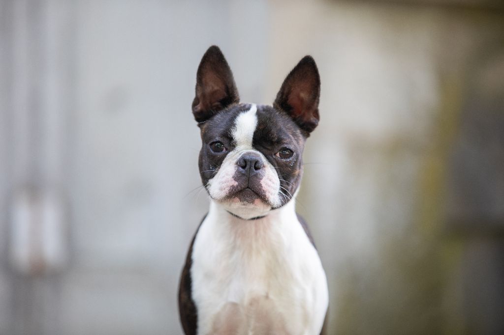 Romance de paris Du Royaume De Perla - 1 ERE EXCELENT JEUNE