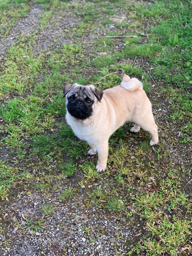 Ungaro of three love angel - 1 ER excellent CACIBJ