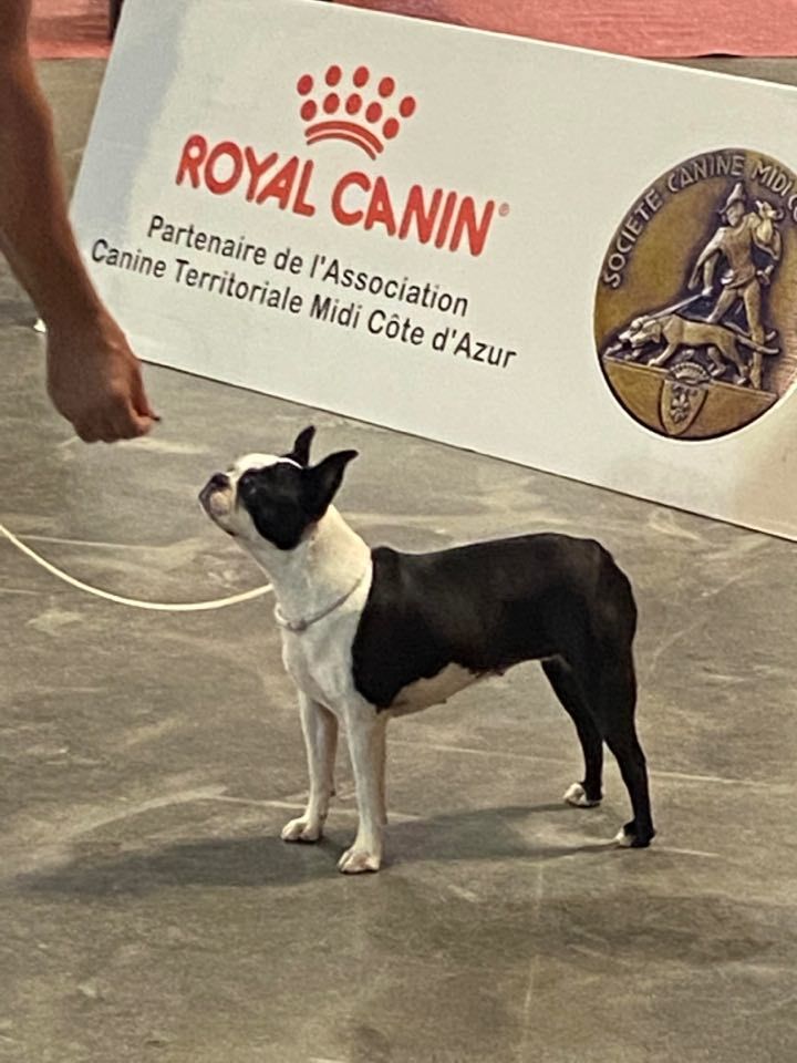 CH. Ryhanna Du Royaume De Perla - Meilleur Champion Meilleur de Race