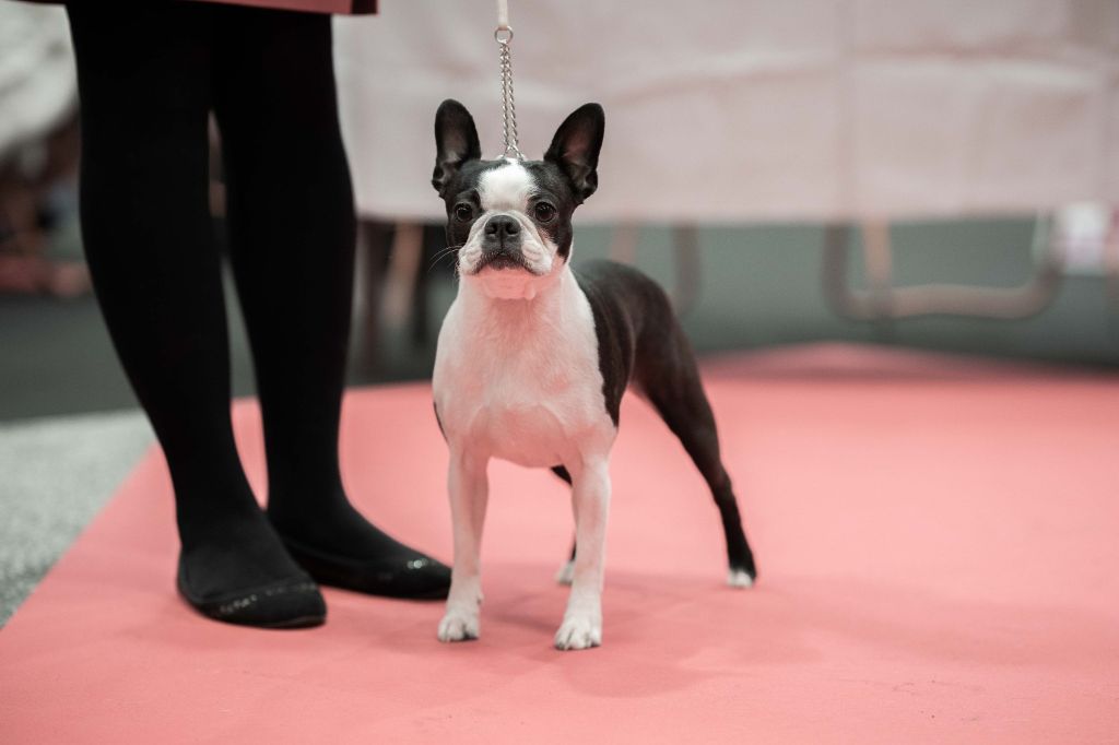 CH. Ryhanna Du Royaume De Perla - Meilleur Champion RCACIB
