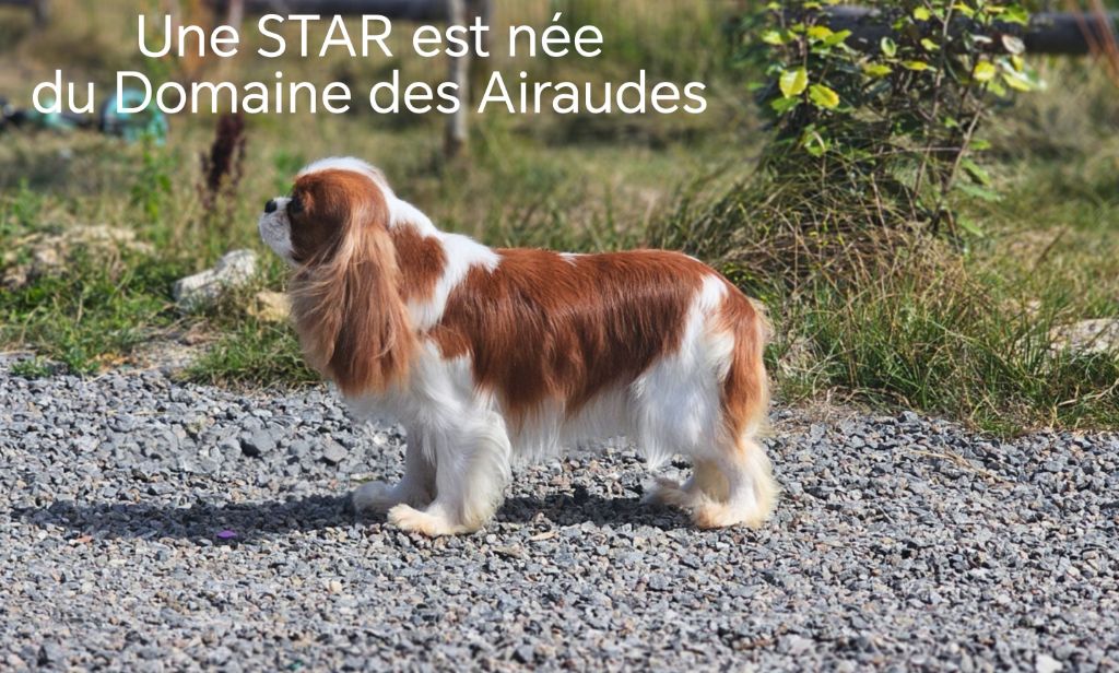 Une star est née du Domaine des Airaudes
