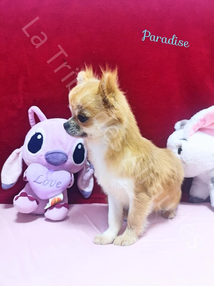 Publication : du Domaine des Airaudes