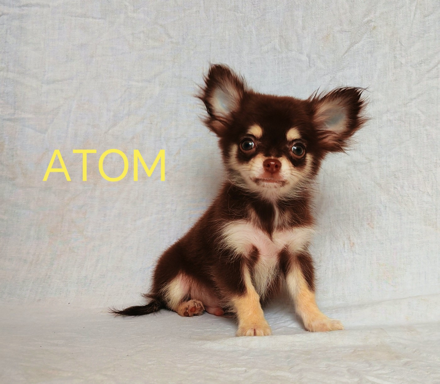 ATOM