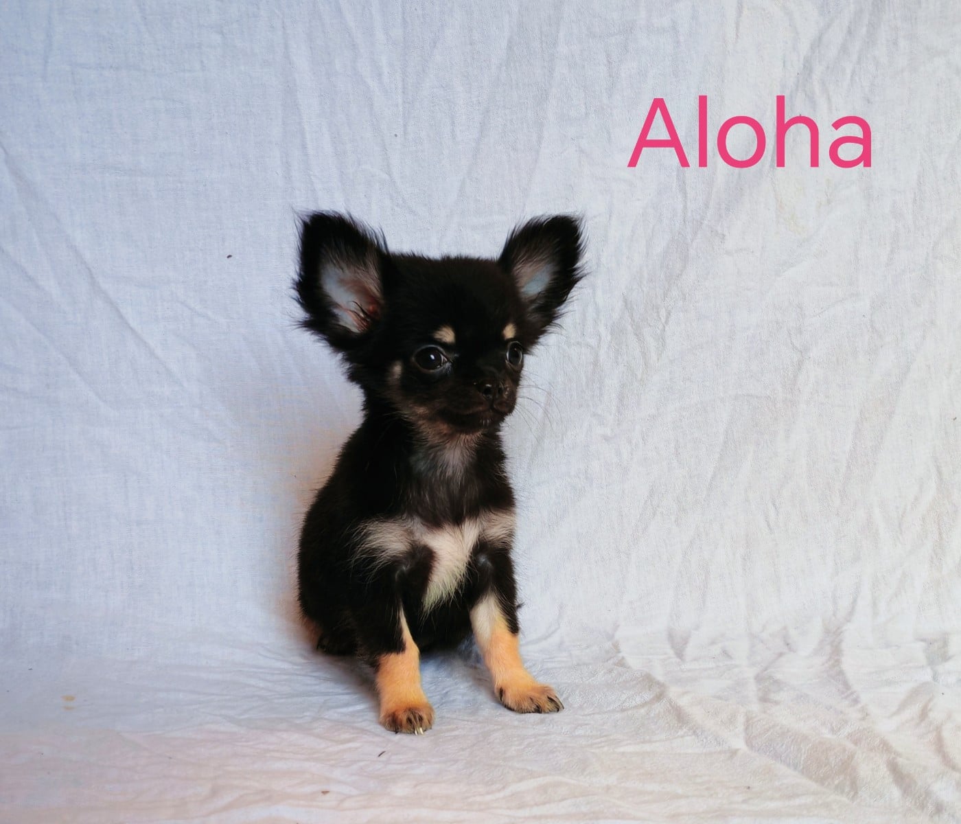 Chihuahua - du Domaine des Airaudes