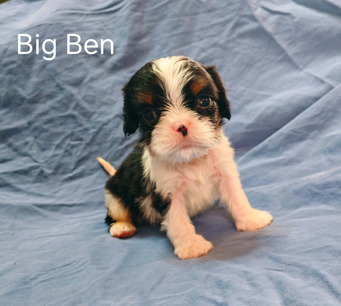 Big ben - Cavalier King Charles Spaniel