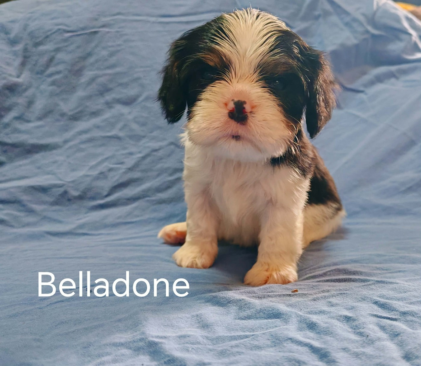 Chiot N°7 - Cavalier King Charles Spaniel