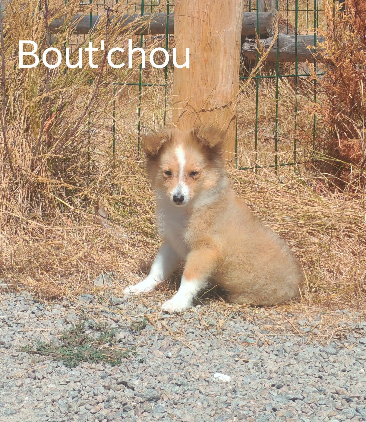 Boutchou