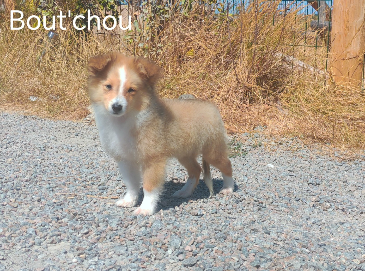 Boutchou