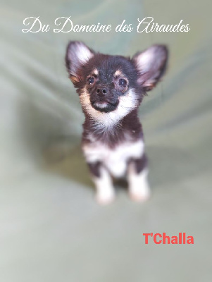 Les chiots de Chihuahua
