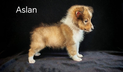 Les chiots de Shetland Sheepdog