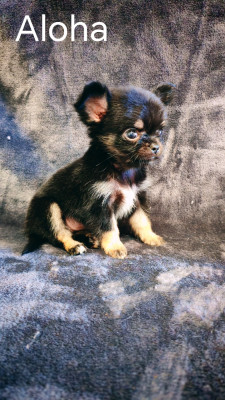 Les chiots de Chihuahua