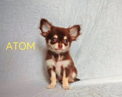 Les chiots de Chihuahua