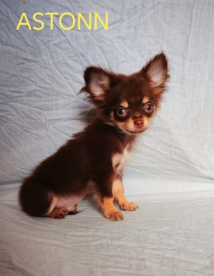 Les chiots de Chihuahua