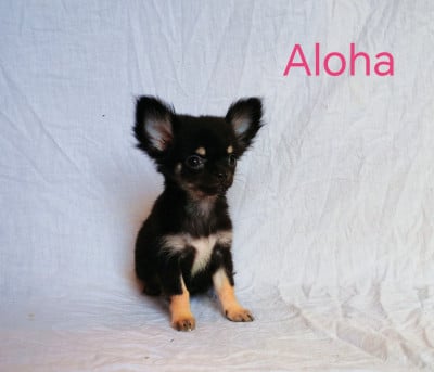 Les chiots de Chihuahua