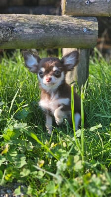 Les chiots de Chihuahua