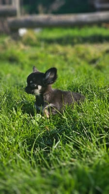 Les chiots de Chihuahua
