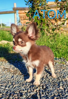 Les chiots de Chihuahua